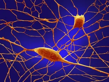 Neuronas Neuronas