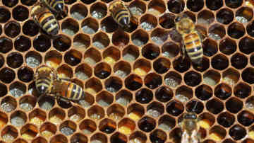 Imagen de un panal de abejas, constituido por formas geométricas