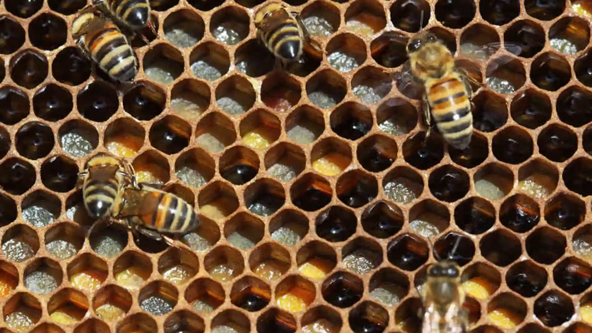 Imagen de un panal de abejas, constituido por formas geométricas