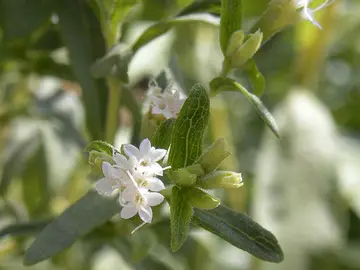 Stevia Stevia
