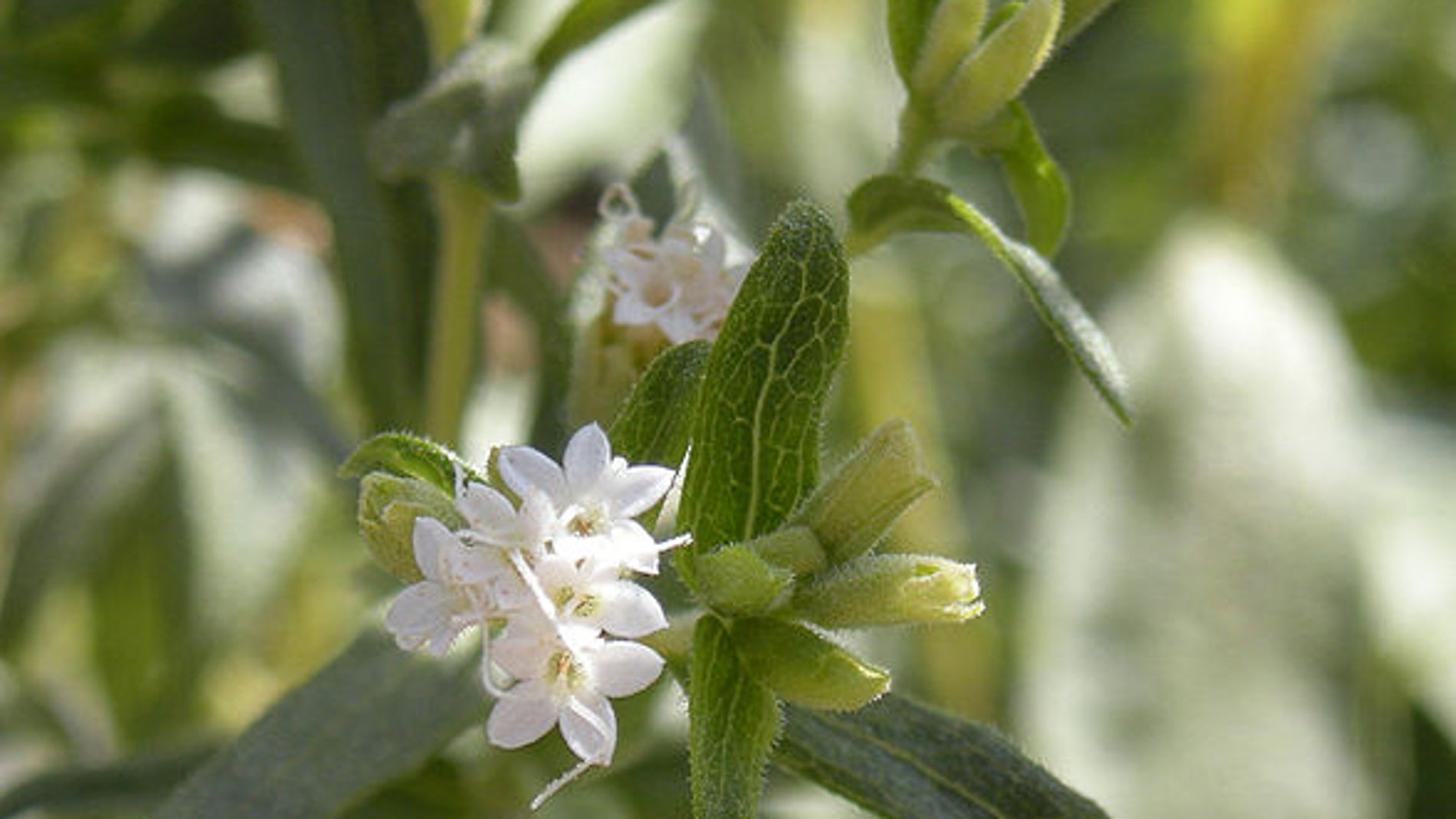 Stevia