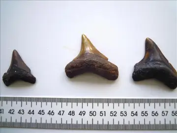 Dientes del 'megalodón' Dientes del 'megalodón'