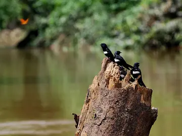Golondrina franjiblanca en el Parque Nacional de Yasuní Golondrina franjiblanca en el Parque Nacional de Yasuní