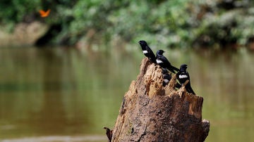 Golondrina franjiblanca en el Parque Nacional de Yasuní