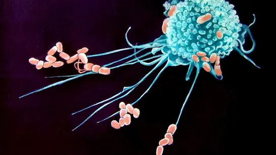 Macrófagos, las células del sistema inmunitario Macrófagos, las células del sistema inmunitario