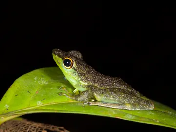 La rana de río Staurois guttatus La rana de río Staurois guttatus