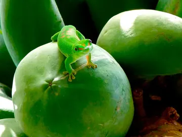 Gecko verde Gecko verde