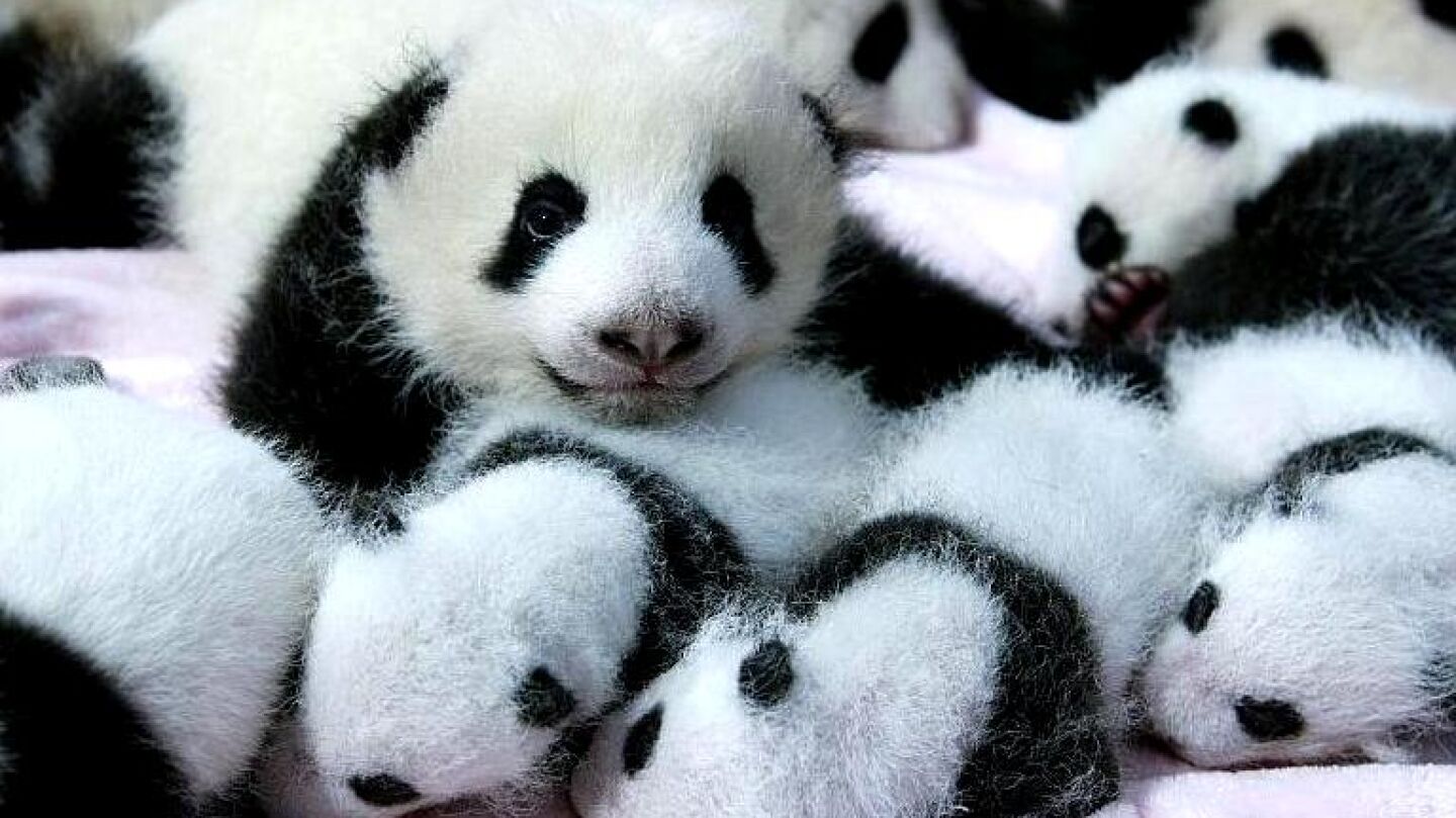 Cr&iacute;as de oso panda gigante