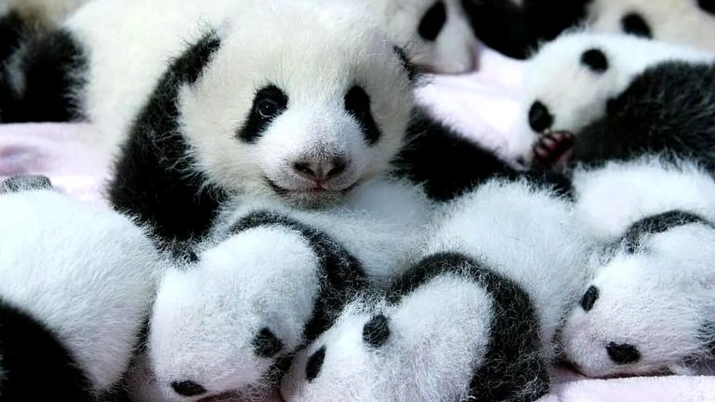 Crías de oso panda gigante Crías de oso panda gigante