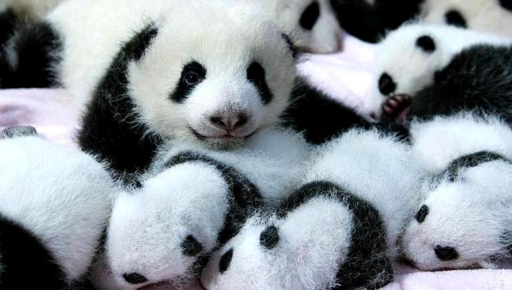 Crías de oso panda gigante