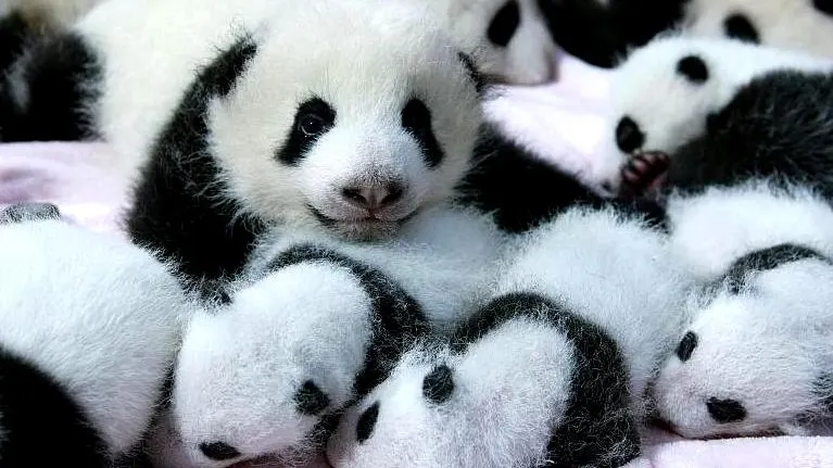 Crías de oso panda gigante Crías de oso panda gigante