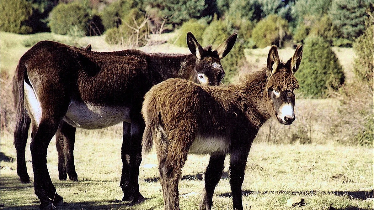 Dos burros pastando en un prado. Dos burros pastando en un prado.