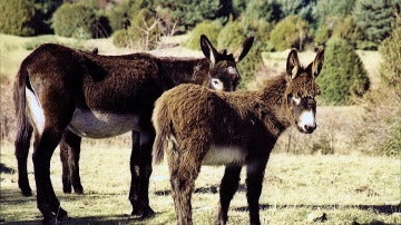 Burro