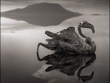 Aves petrificadas en el lago Natrón