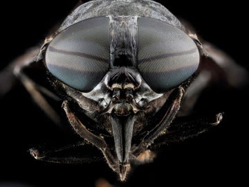 Black Horse Fly (Tabanus atratus)