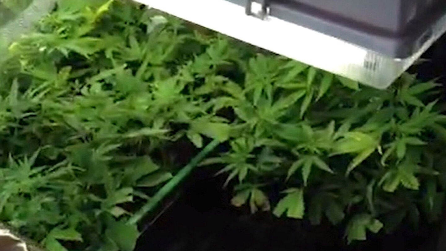 Plantaci&oacute;n de marihuana