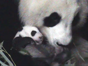 Oso panda Oso panda