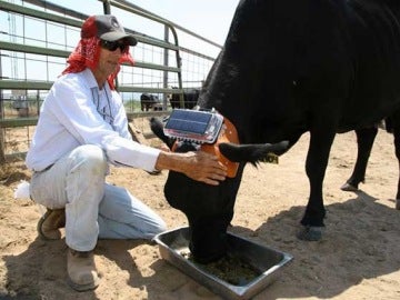 Una vaca con el dispositivo de seguimiento y control diseñado por Anderson.