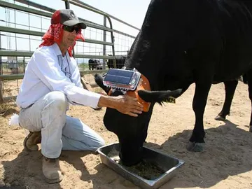 Una vaca con el dispositivo de seguimiento y control diseñado por Anderson. Una vaca con el dispositivo de seguimiento y control diseñado por Anderson.