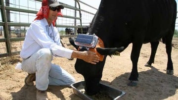 Una vaca con el dispositivo de seguimiento y control diseñado por Anderson.
