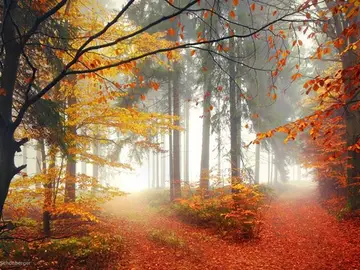 Bosque bávaro Bosque bávaro