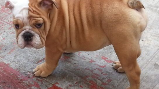 Imagen de Archivo de un bulldog ingl&eacute;s