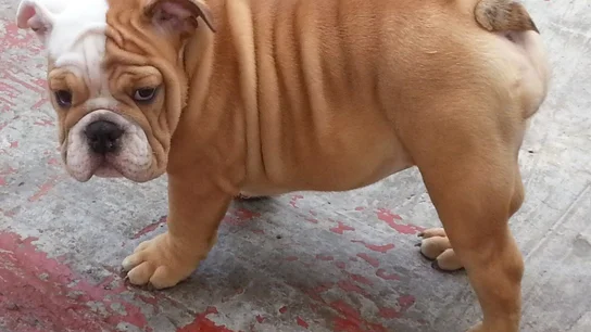 Imagen de Archivo de un bulldog inglés Imagen de Archivo de un bulldog inglés