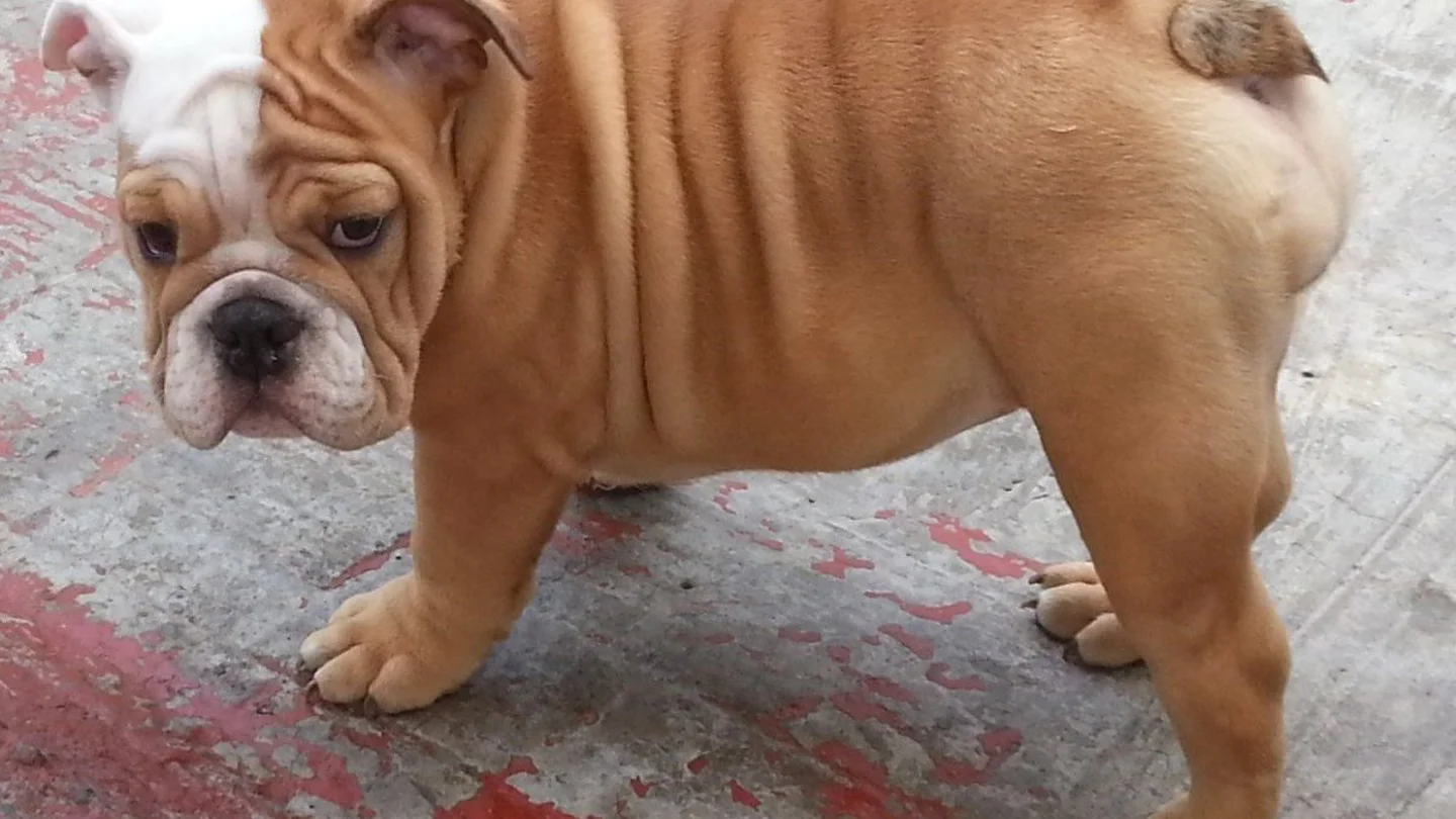 Imagen de Archivo de un bulldog inglés Imagen de Archivo de un bulldog inglés