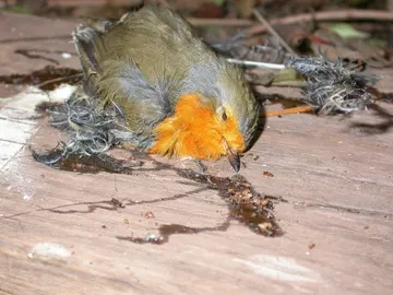 Un petirrojo muerto tras caer en un 'parany' Un petirrojo muerto tras caer en un 'parany'
