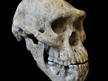 El cráneo hallado en Dmanisi El cráneo hallado en Dmanisi