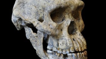 El cráneo hallado en Dmanisi