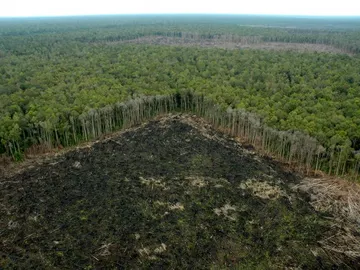Selva talada ilegalmente fuera de las concesiones de APP, en Riau (Sumatra) Selva talada ilegalmente fuera de las concesiones de APP, en Riau (Sumatra)