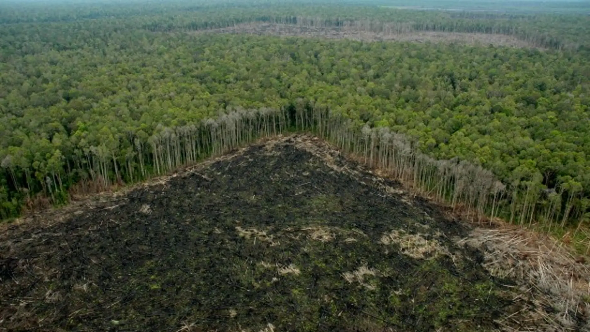 Selva talada ilegalmente fuera de las concesiones de APP, en Riau (Sumatra)