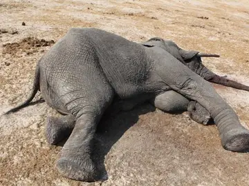 Elefante muerto en Zimbabue Elefante muerto en Zimbabue