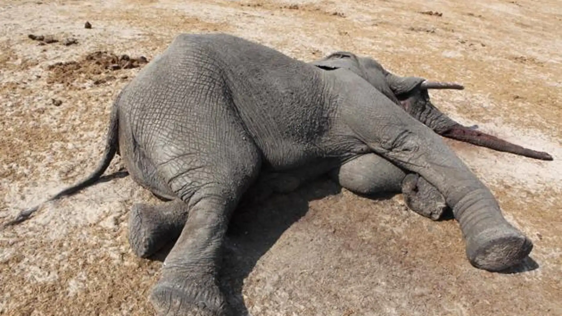 Elefante muerto en Zimbabue