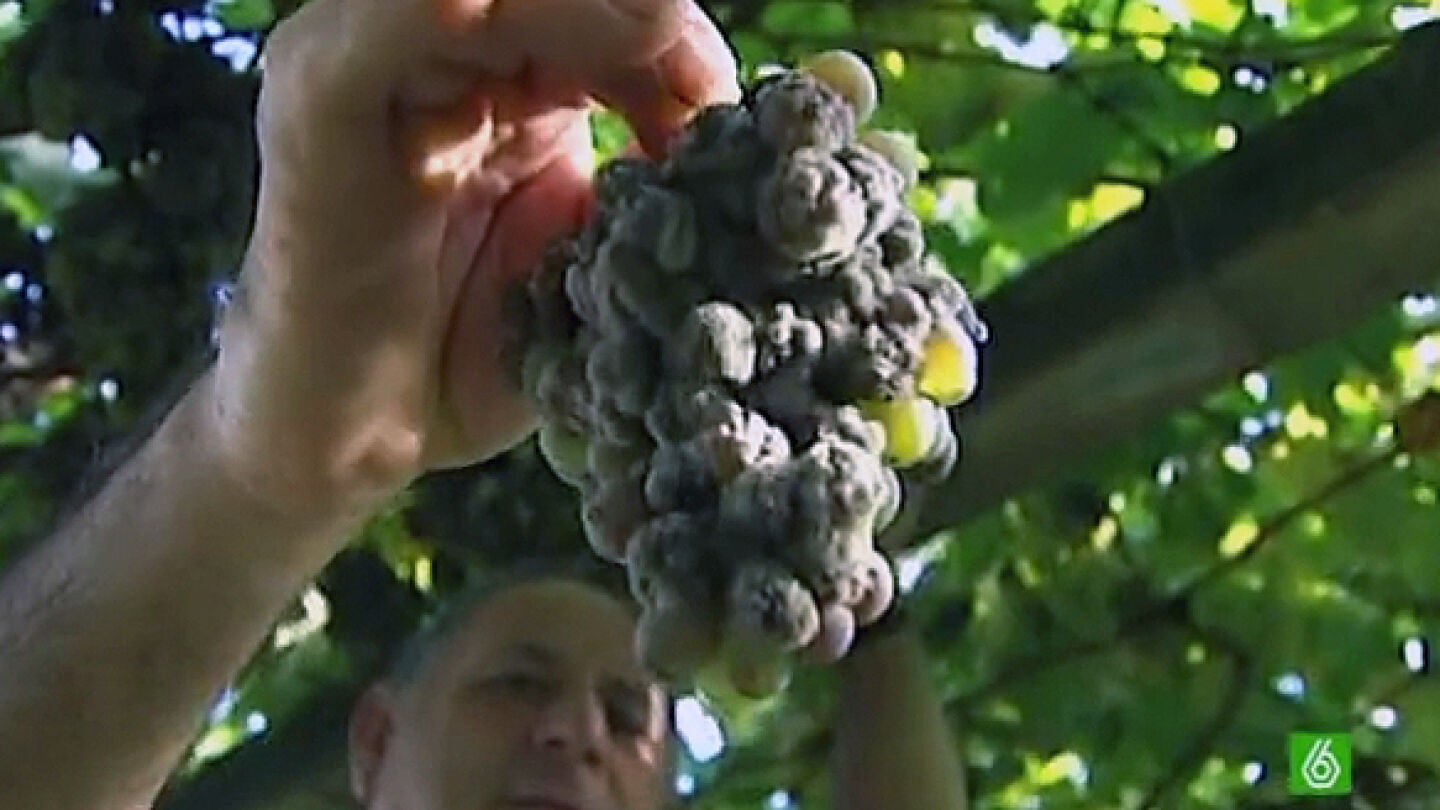 Albari&ntilde;o