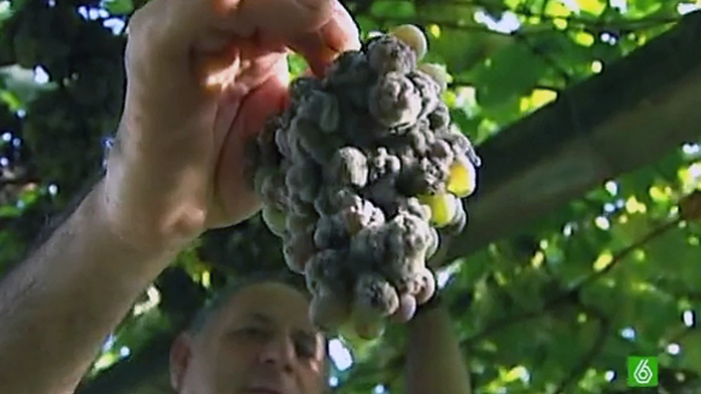 Albariño Albariño