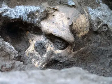 Dmanisi. El cráneo de Dmanisi, durante la excavación Dmanisi. El cráneo de Dmanisi, durante la excavación