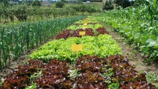 Un campo de agricultura Un campo de agricultura