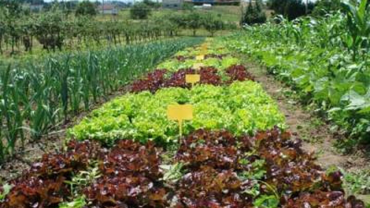 Un campo de agricultura