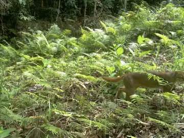 Existen muy pocas fotografías del gato de Borneo, un animal que se dio por extinto en 2003 Existen muy pocas fotografías del gato de Borneo, un animal que se dio por extinto en 2003