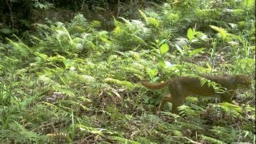 Existen muy pocas fotografías del gato de Borneo, un animal que se dio por extinto en 2003