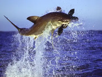Un tiburón se hace con una foca Un tiburón se hace con una foca