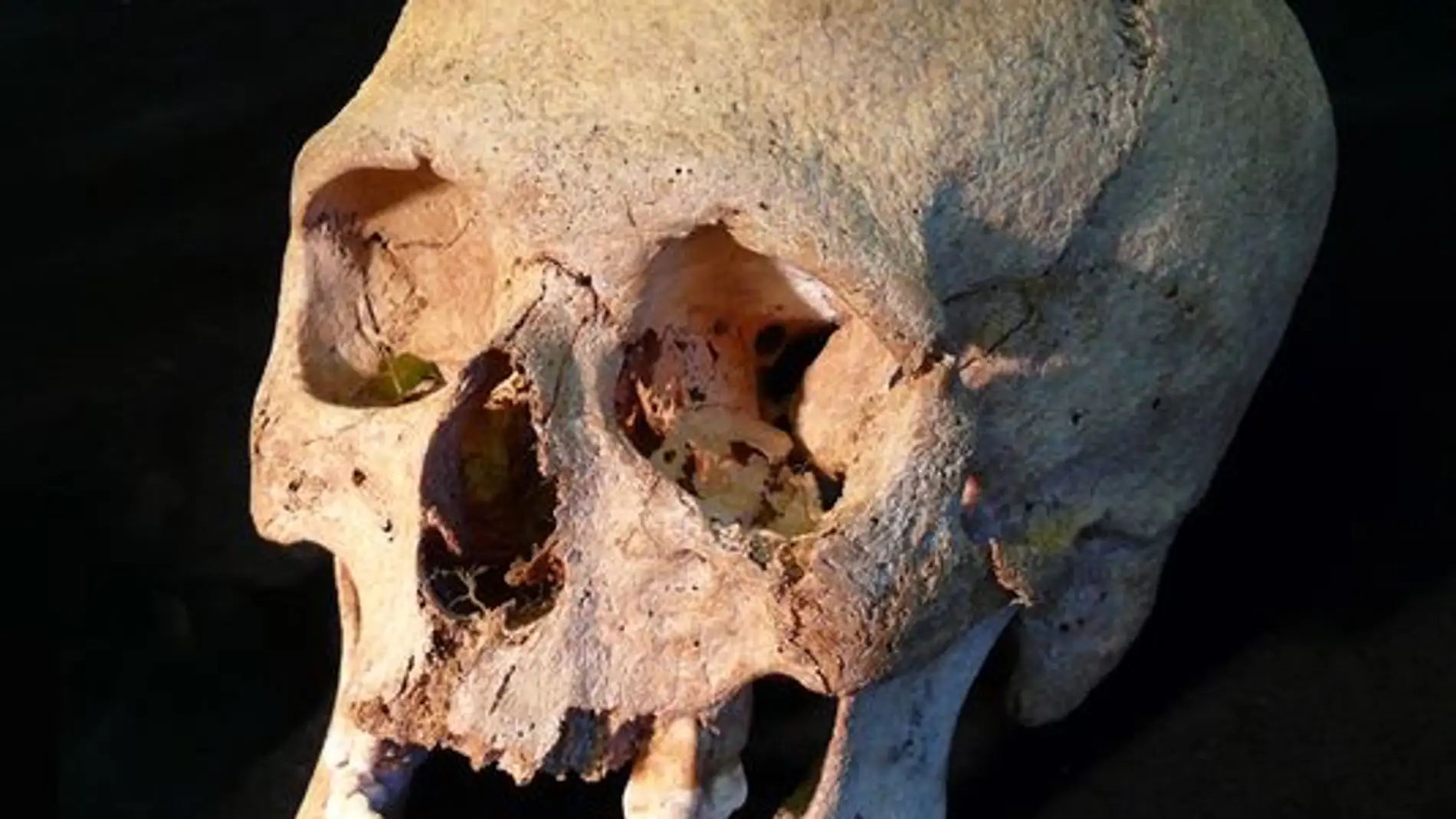Cráneo de un joven vikingo enterrado junto a su esclava