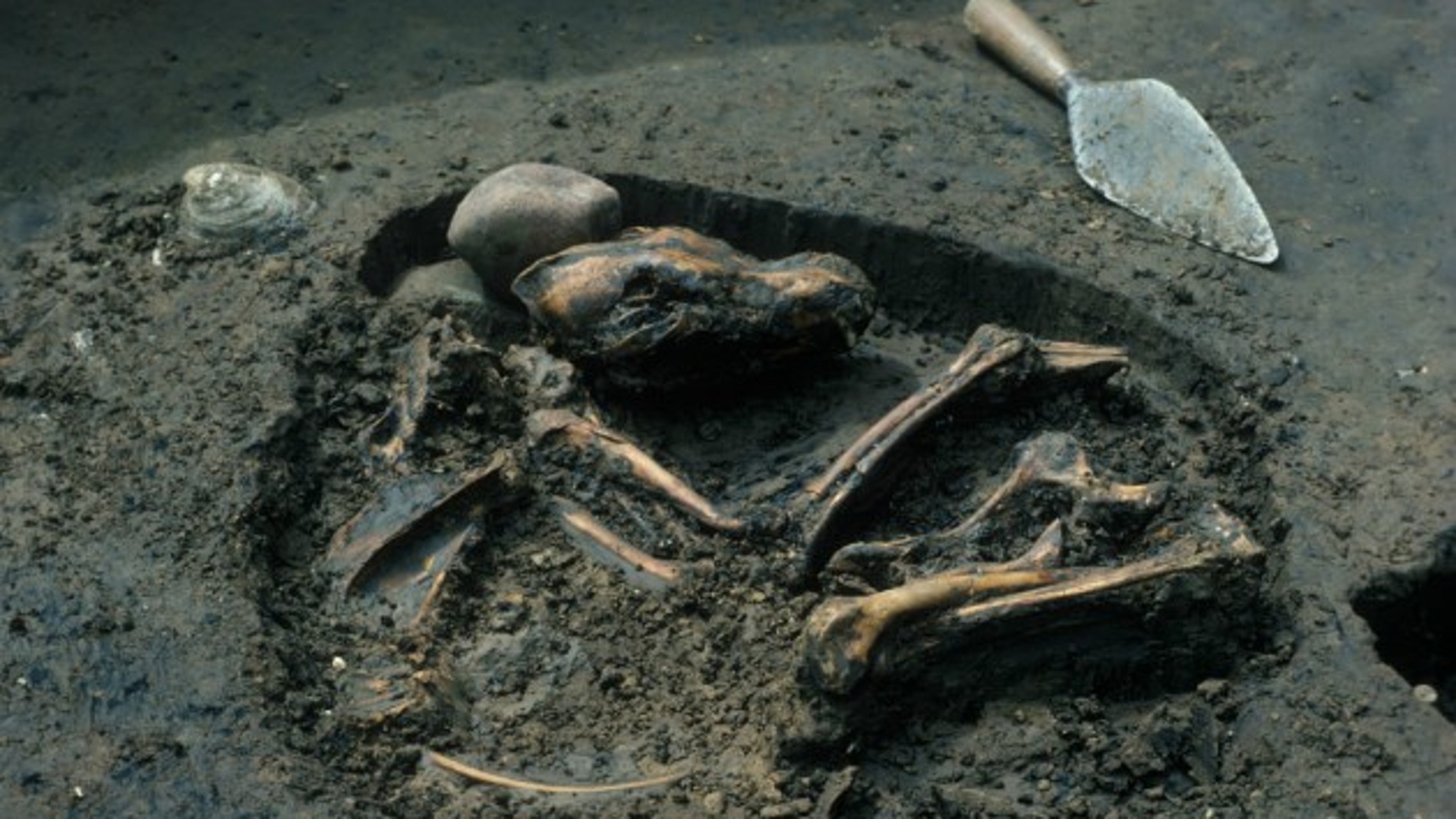 Enterramiento canino de hace 8.500 años hallado en Illinois (EEUU)