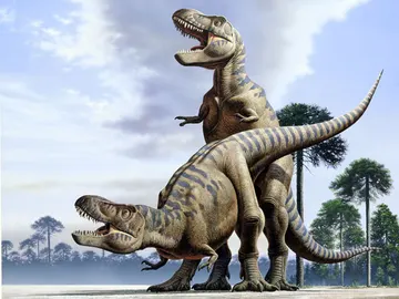 Dos tiranosaurios apareándose Dos tiranosaurios apareándose