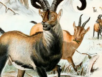 Bucardo Bucardo
