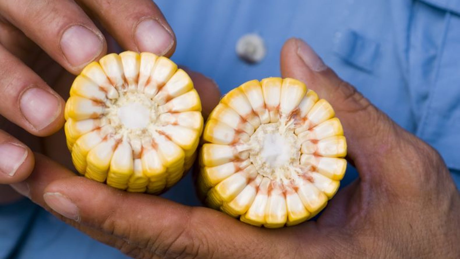 Maíz transgénico de Monsanto