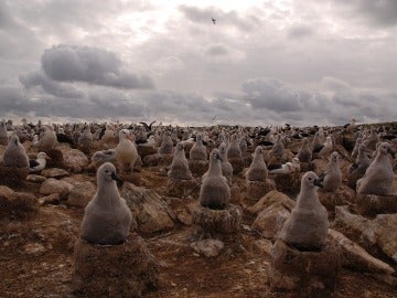 albatros de ceja negra 