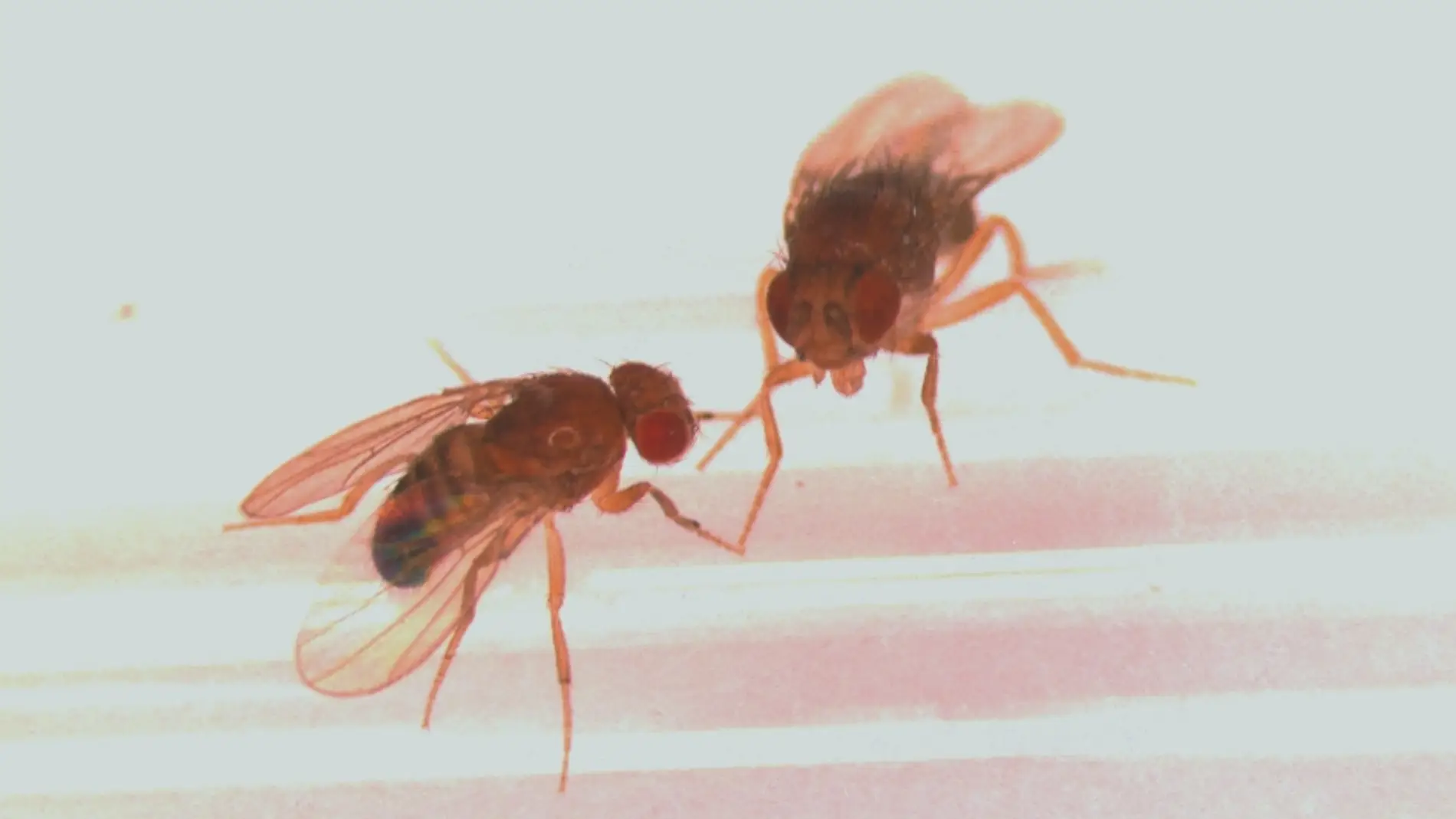 Dos moscas de la fruta en el laboratorio de Pletcher